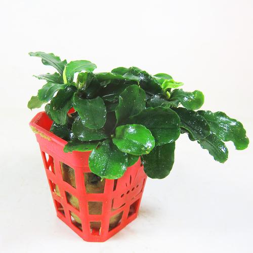 阴性植物 快懂百科