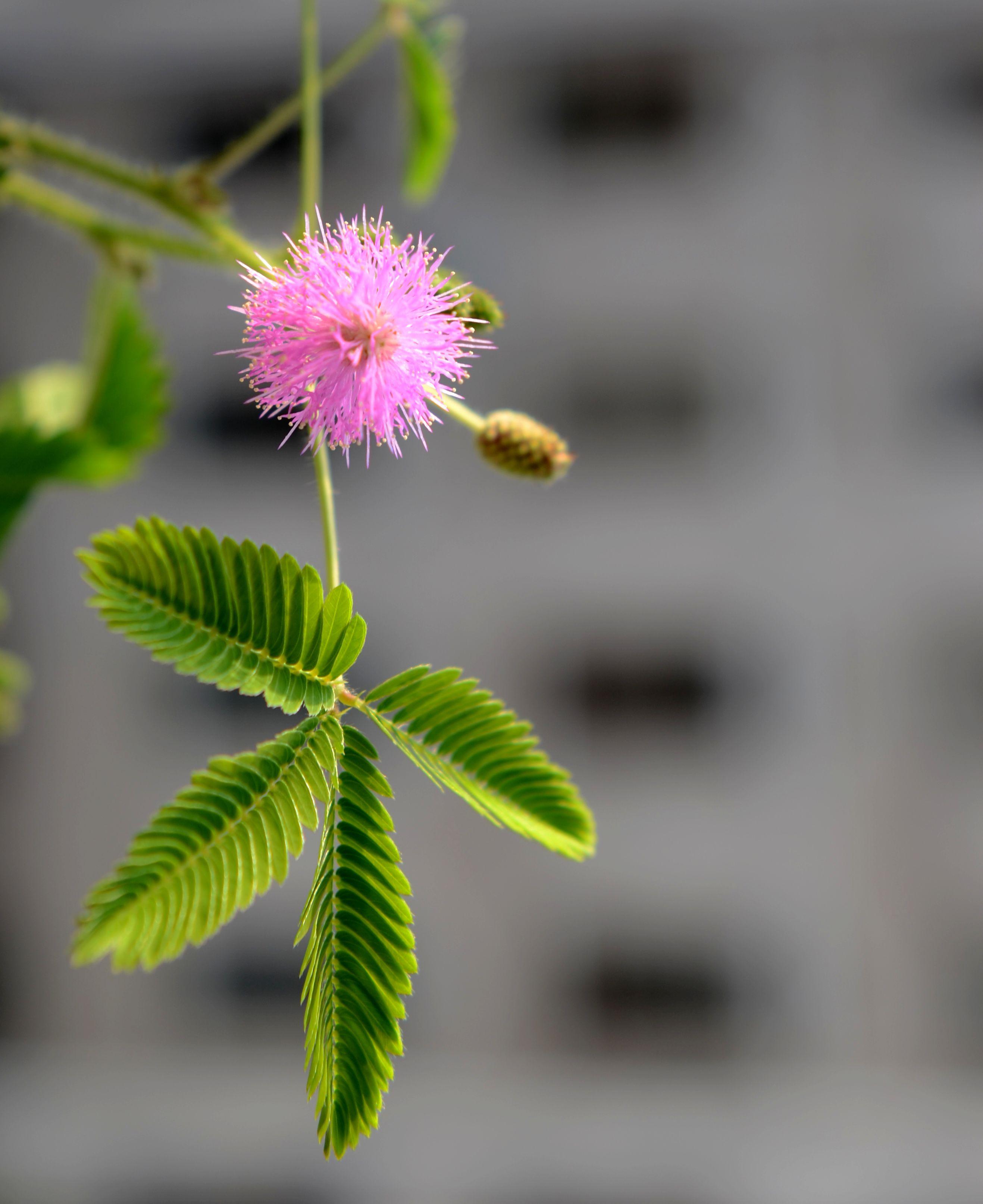 含羞草摄影图__花草_生物世界_摄影图库_昵图网nipic.com