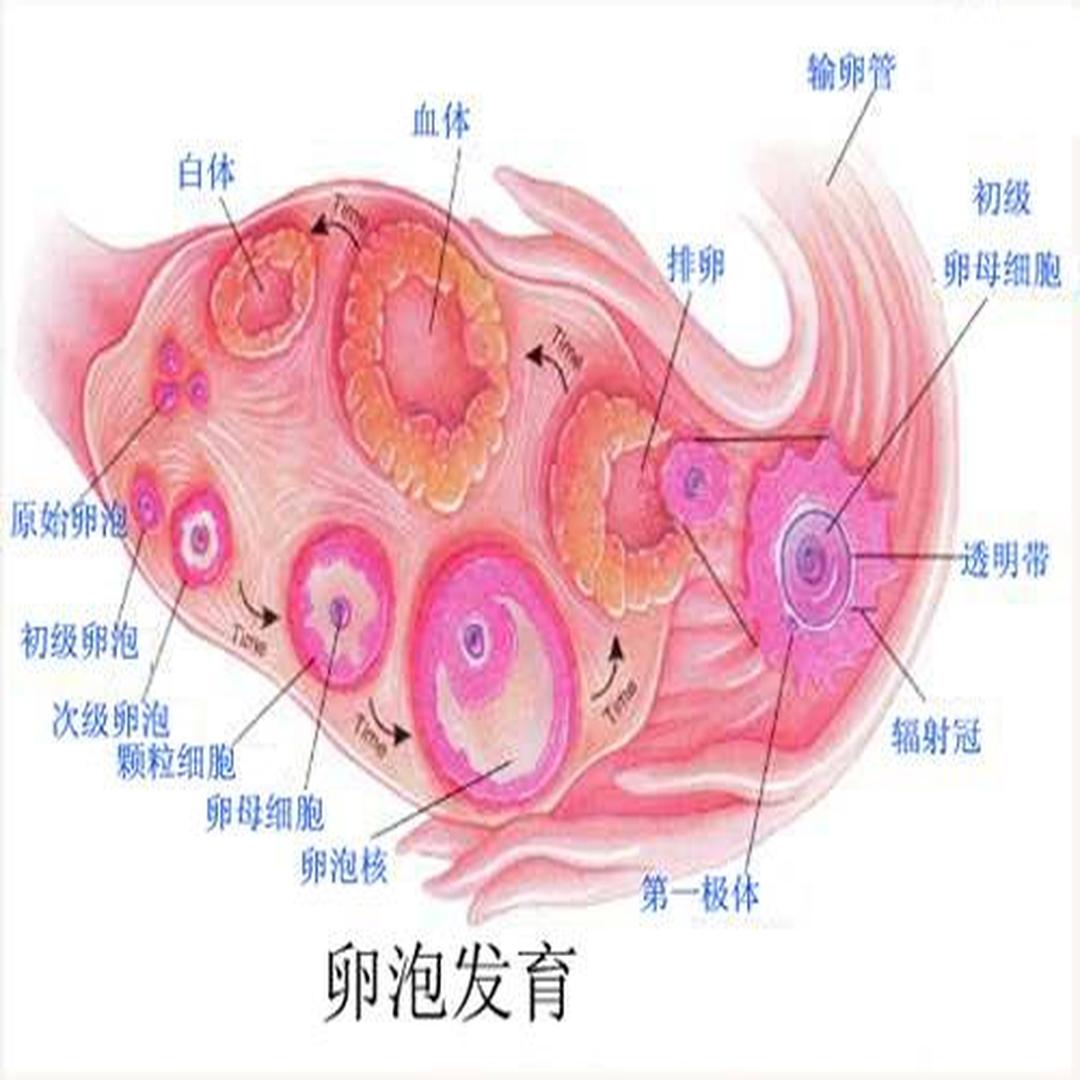 卵细胞 头条百科