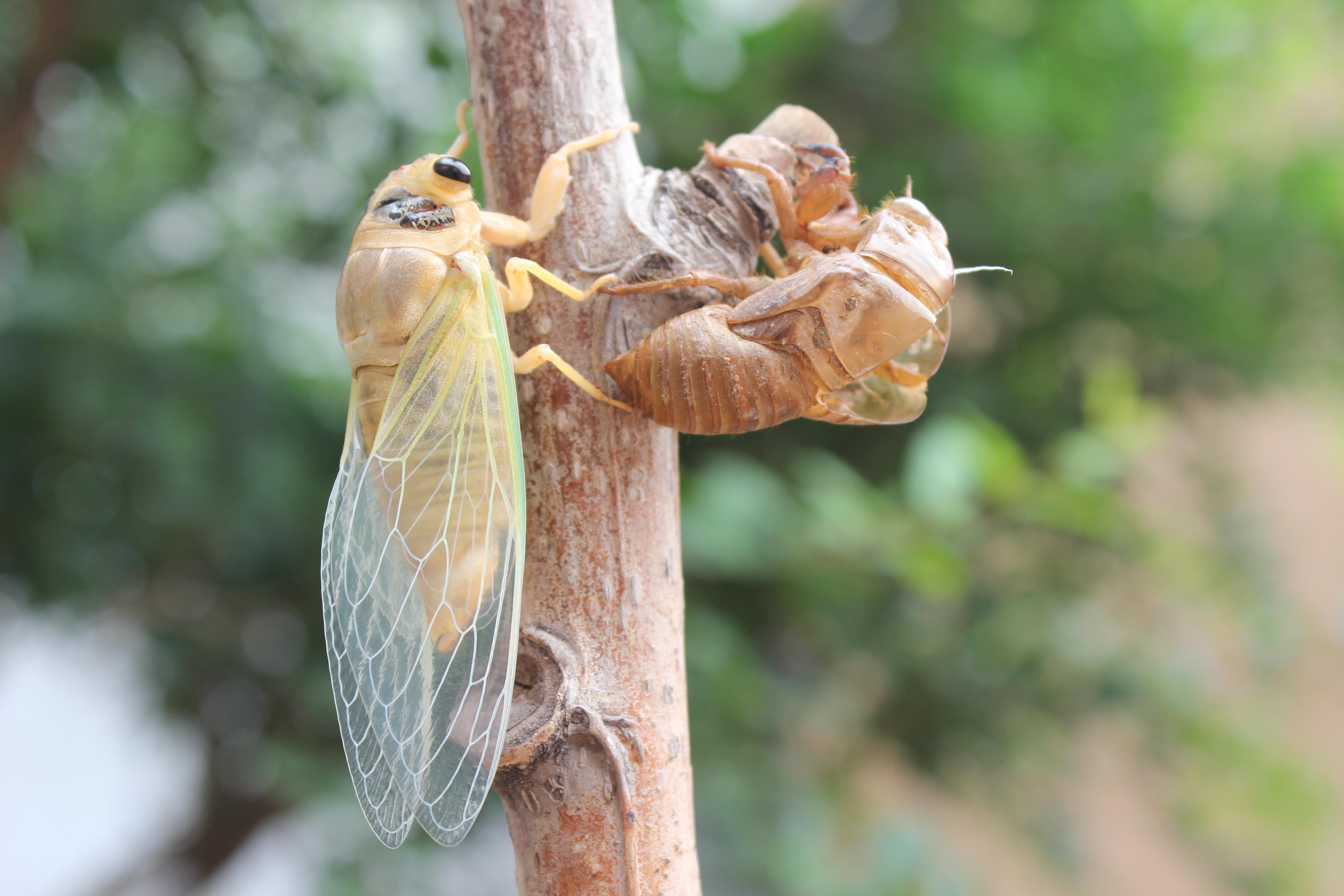 超过 8 张关于“蝉蛹”和“蝉”的免费图片 - Pixabay