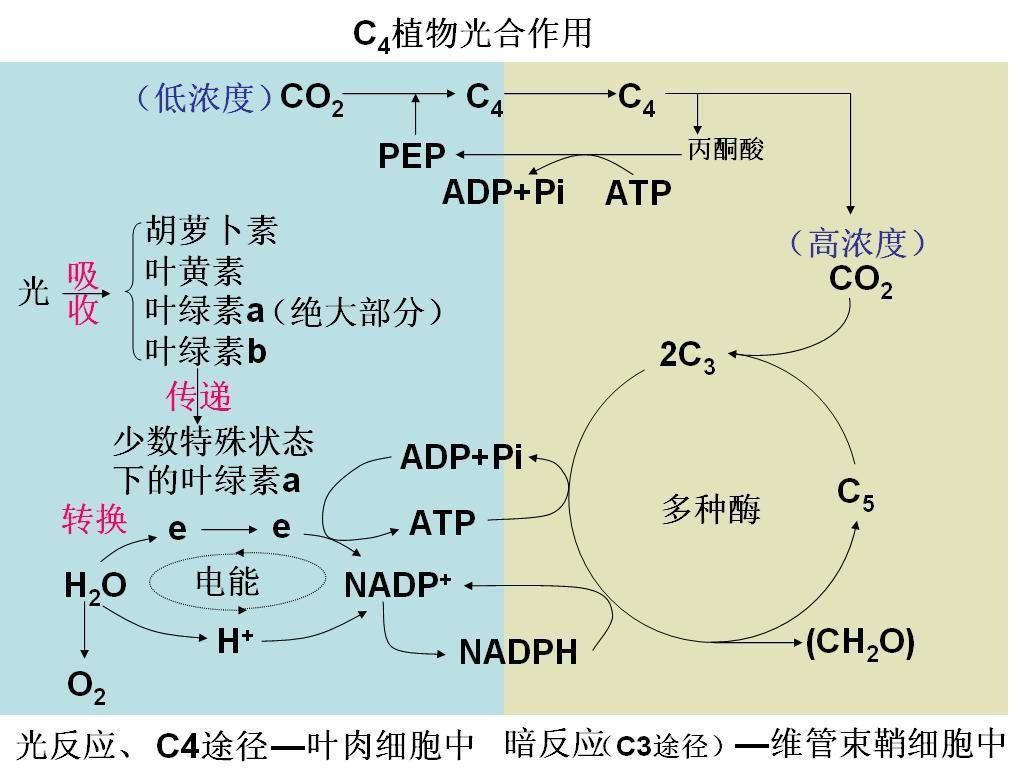 维管束鞘 快懂百科