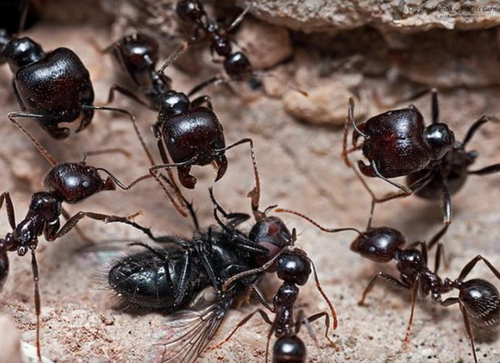 兵蚁- 快懂百科