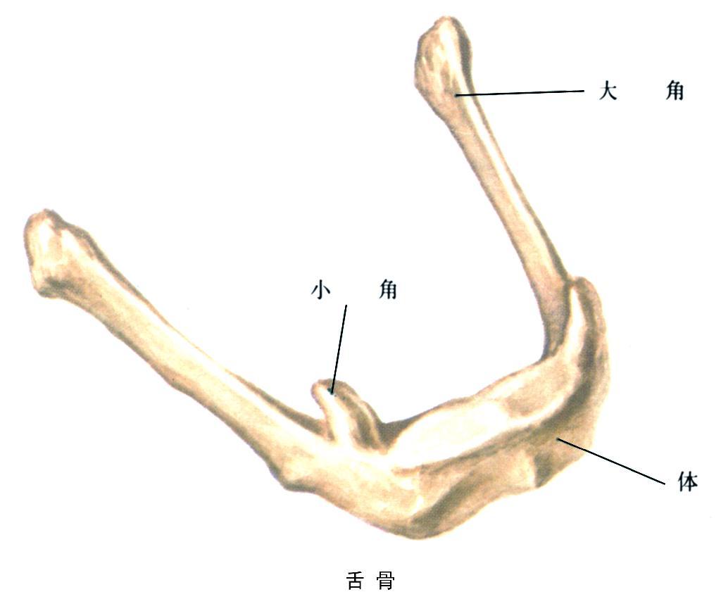 (二)自由下肢骨-人体解剖学-医学