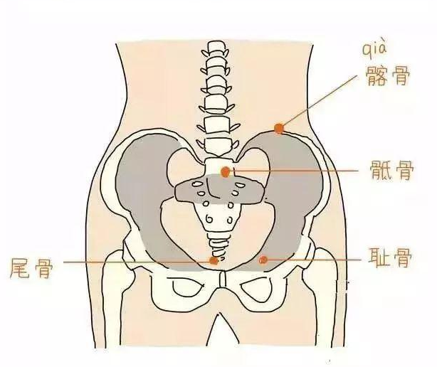 女性骨盆 快懂百科