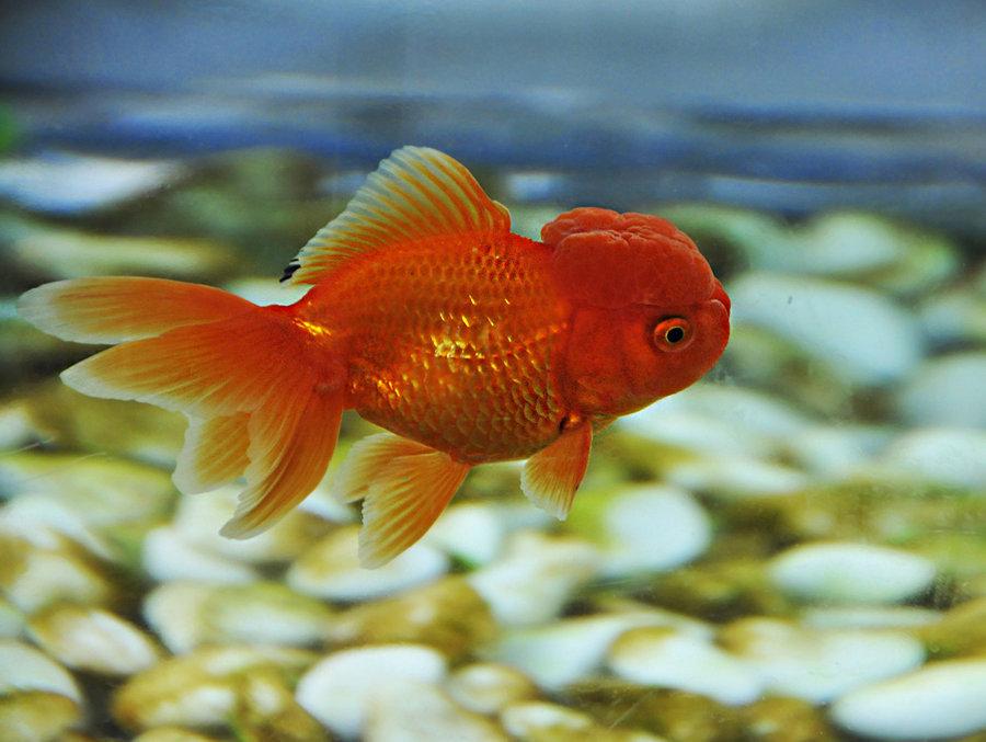 红狮头 快懂百科