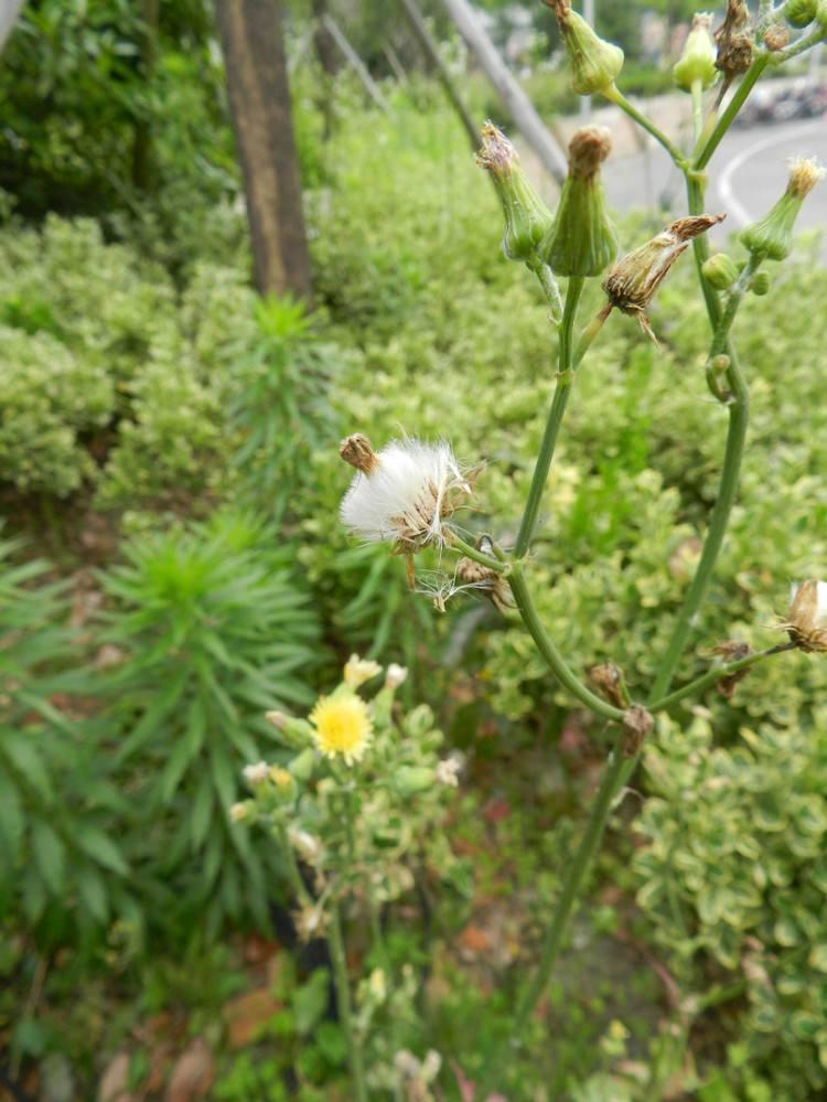 一年生草本植物 快懂百科