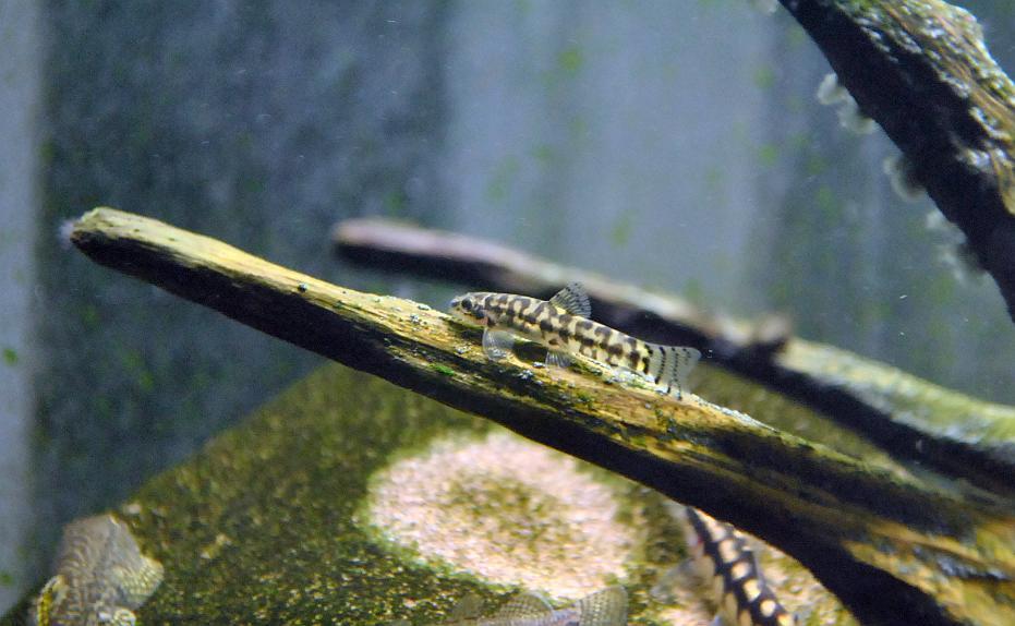 Plesiomyzon hypergothus