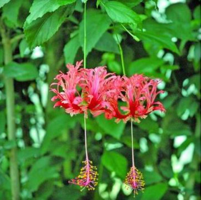 川蔓藻科 快懂百科