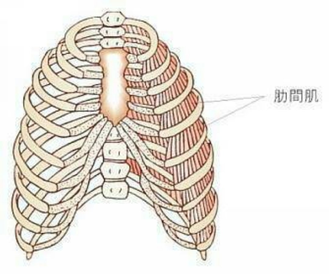 什么是肋骨外翻？如何通过调整呼吸来纠正肋骨外翻 - 知乎