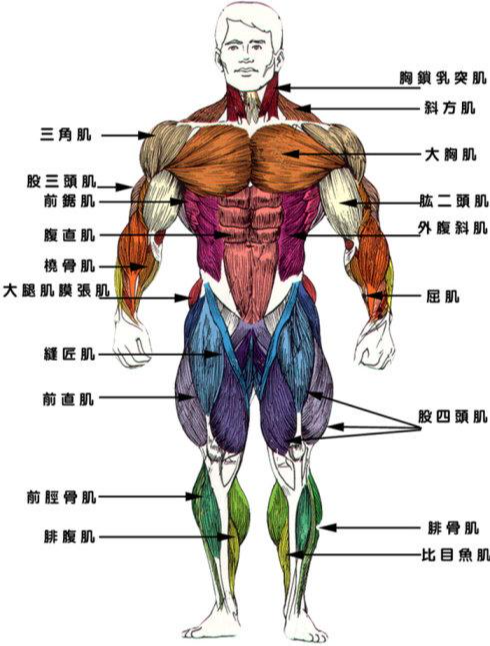 肌肉群 - 快懂百科