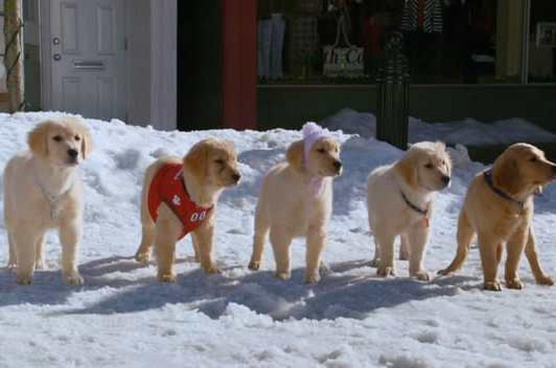 雪狗兄弟 雪狗兄弟 头条百科