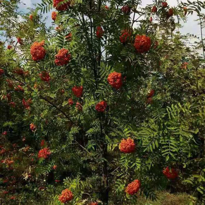 花楸树 快懂百科