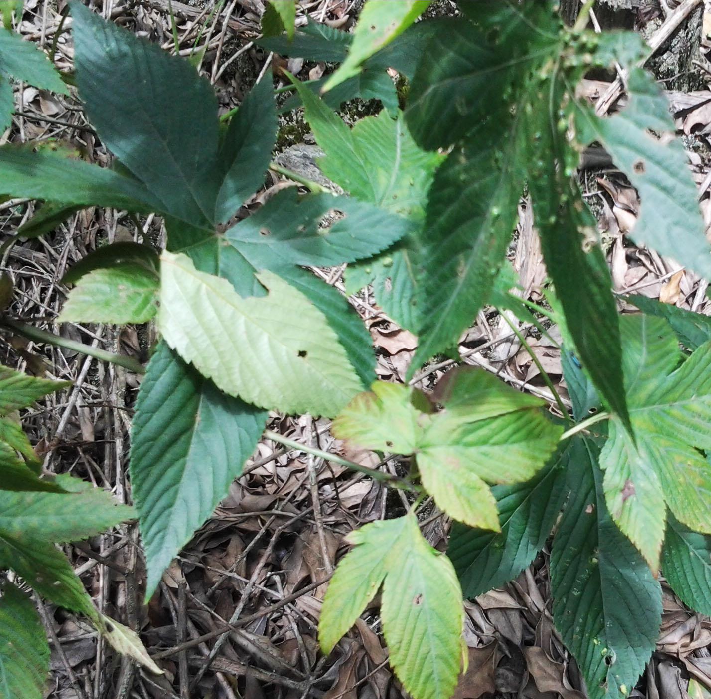 金秀野生甜茶全国多数地方都有婚庆日喝甜茶的风俗习惯,所谓甜茶就是