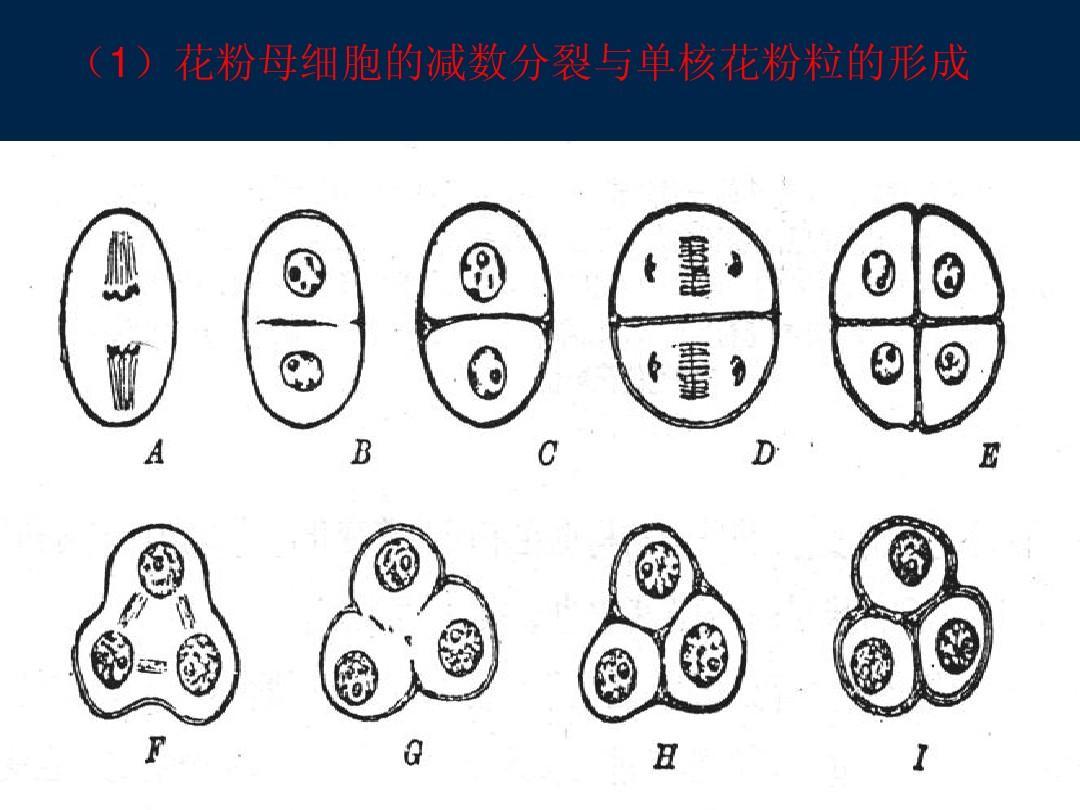 花粉母细胞 快懂百科