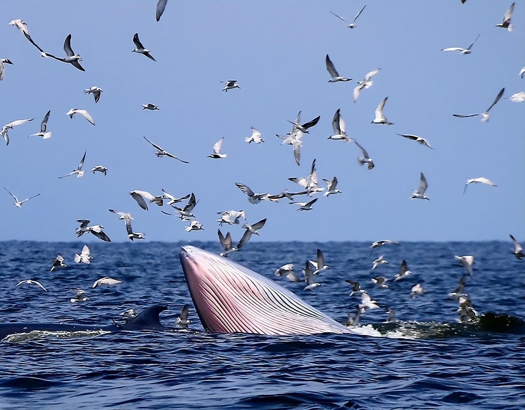 Humpback whale (Megaptera novaeangliae) in the waters of Tonga stock photo