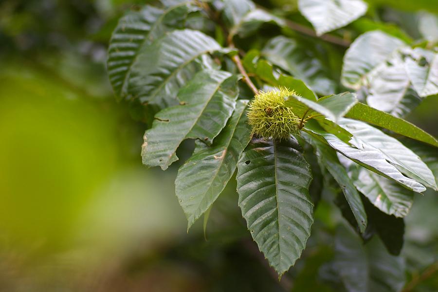 茅栗 快懂百科