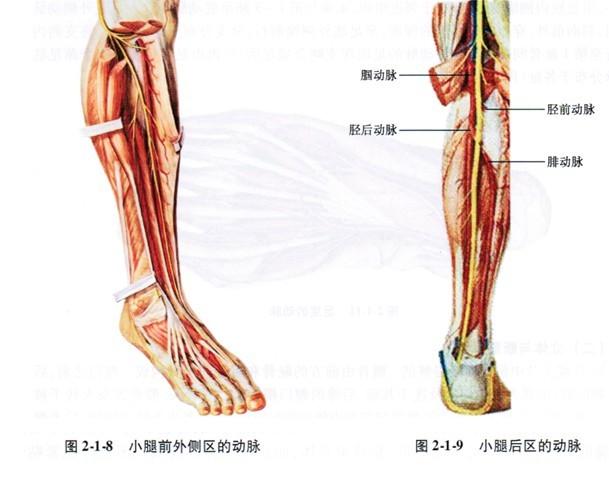 胫后动脉 快懂百科