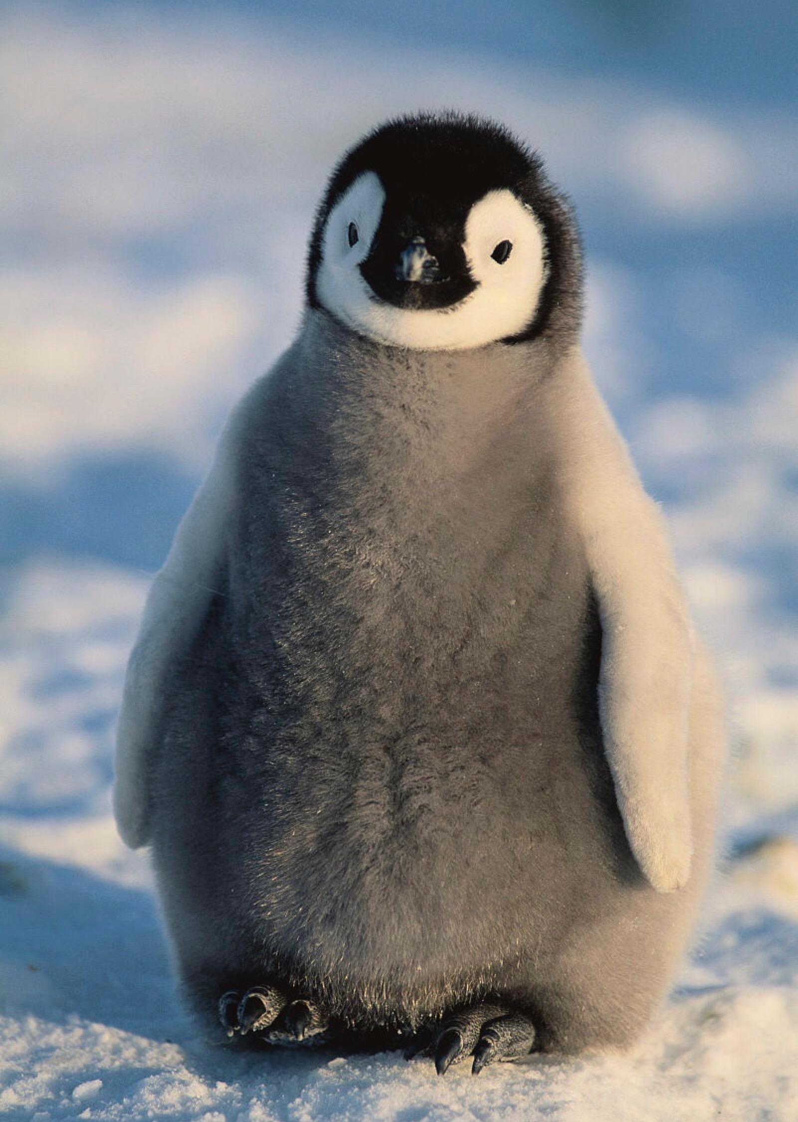 企鹅的种类 – 旅行少数派-EFIND TRAVEL