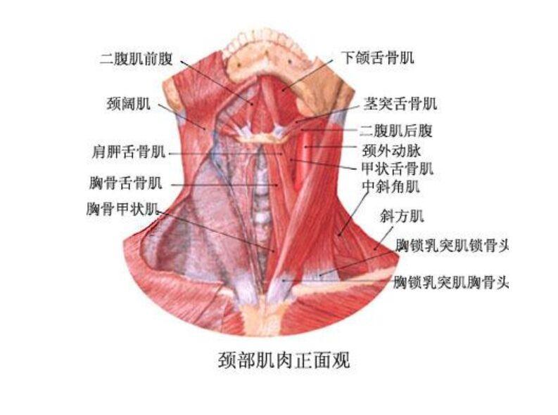 茎突舌骨肌 快懂百科