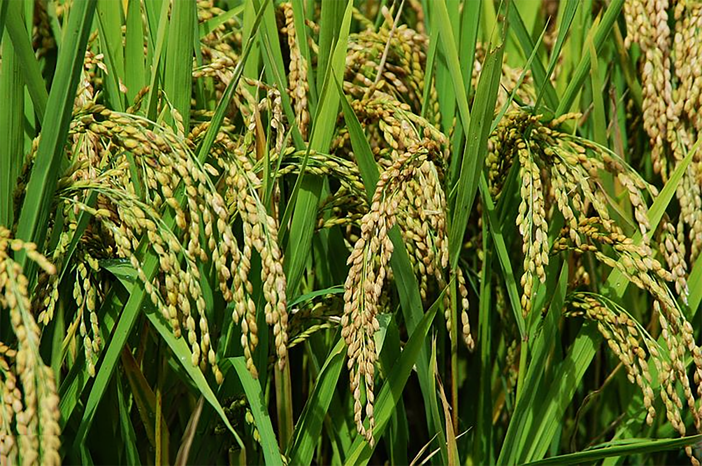 滇西黍 快懂百科