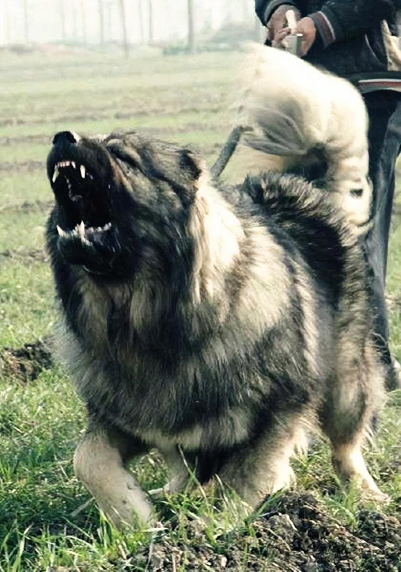 高加索犬原产于苏联高加索地区，是世界上体形最大的犬类之一 - 知乎