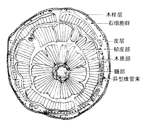 木栓组织