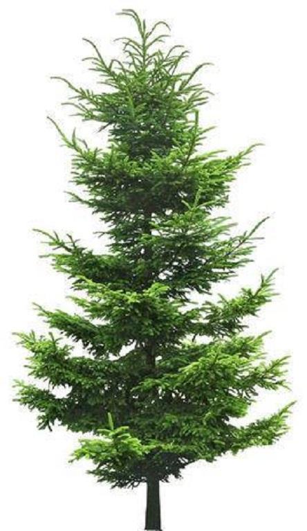 桧树- 快懂百科