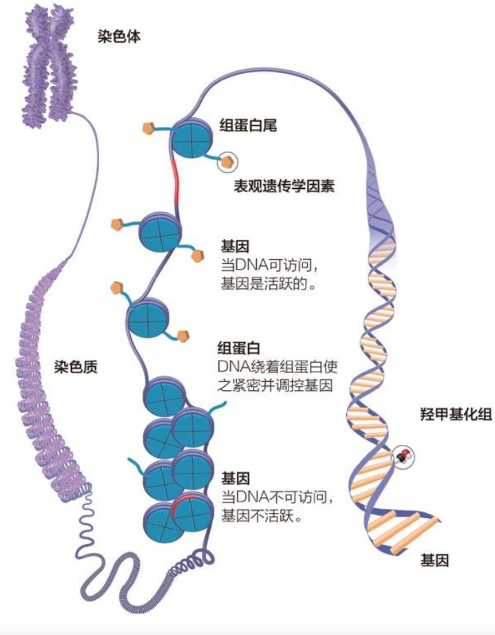 母体效应基因 - 快懂百科