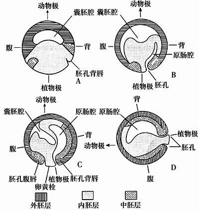 原肠腔 快懂百科