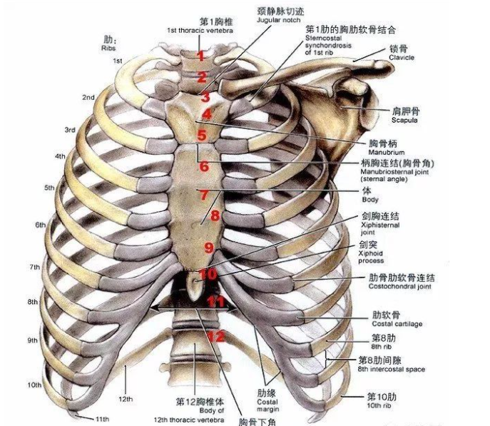 肋间隙 快懂百科