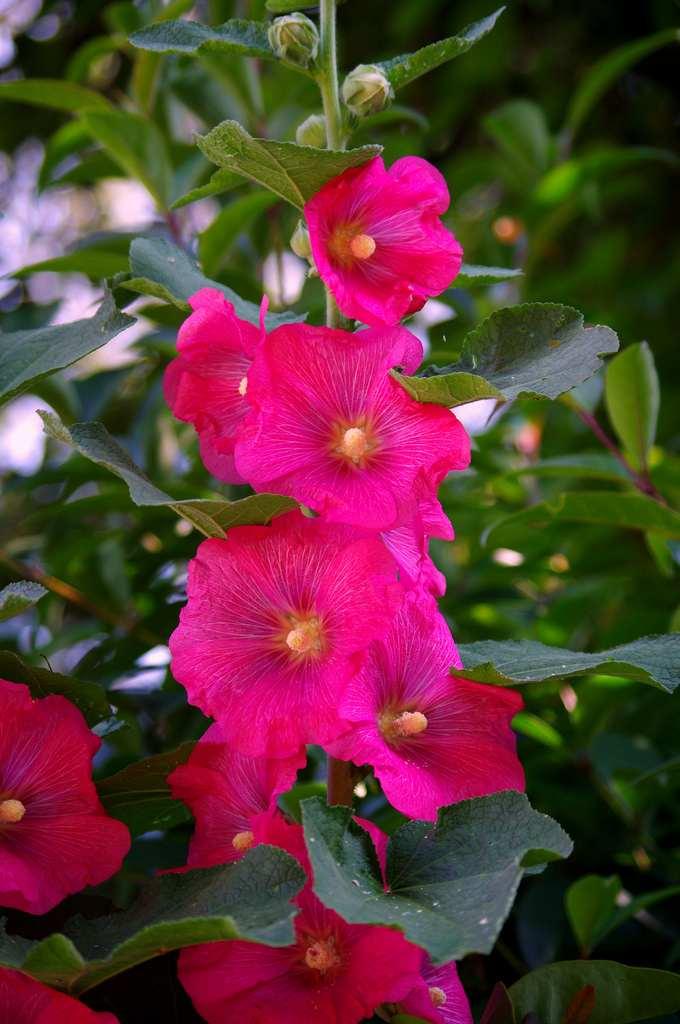 花葵属 快懂百科