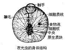 夜光虫属 基本特征 生活习性 繁殖 头条百科