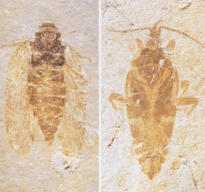 无脊椎古生物学 快懂百科