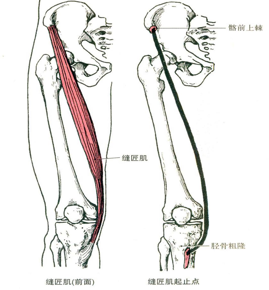 膝关节问题常规康复训练动作详解1——大腿前侧直腿抬高（附带视频讲解） - 知乎