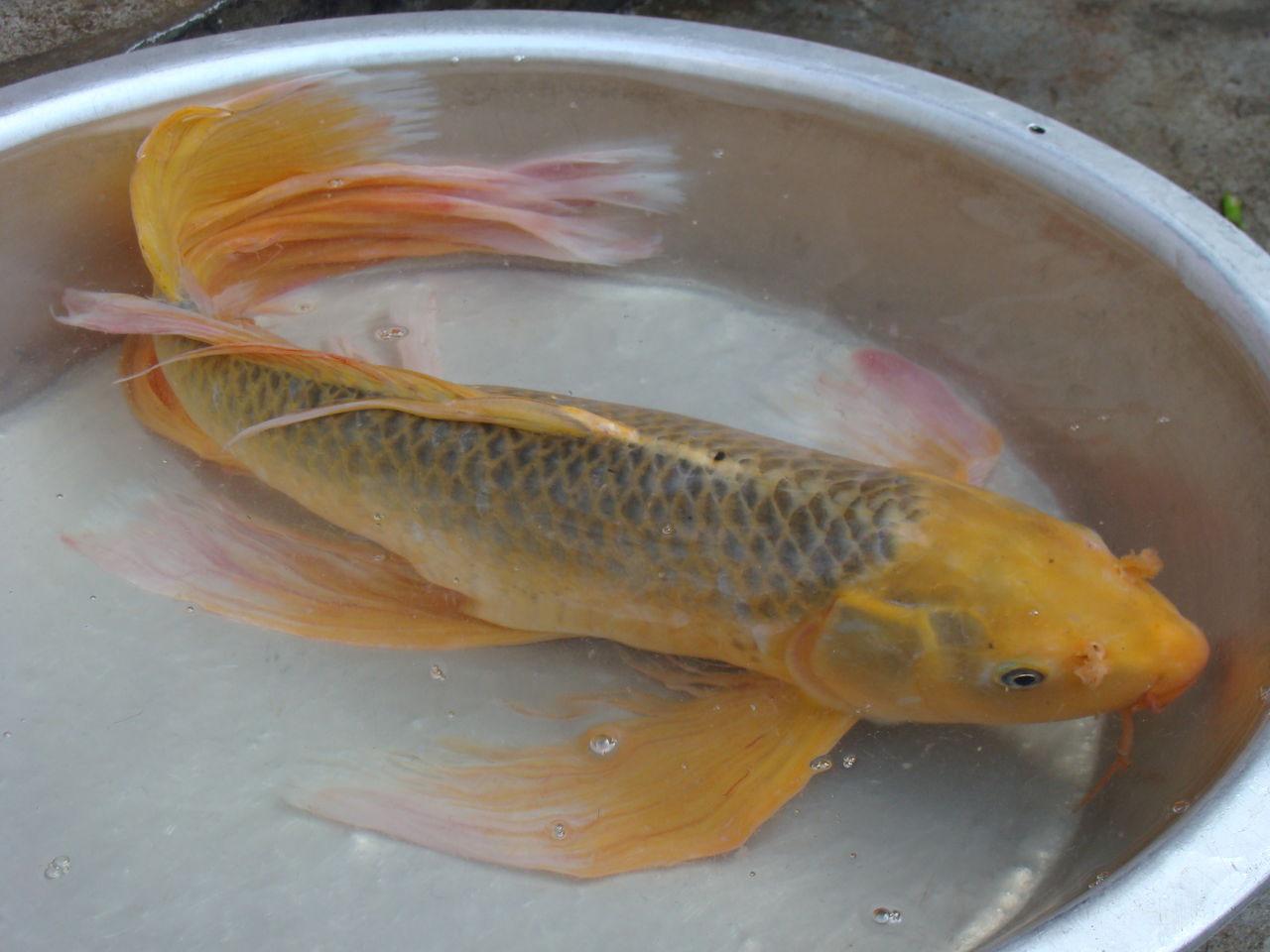 龙凤锦鲤 龙凤锦鲤 头条百科