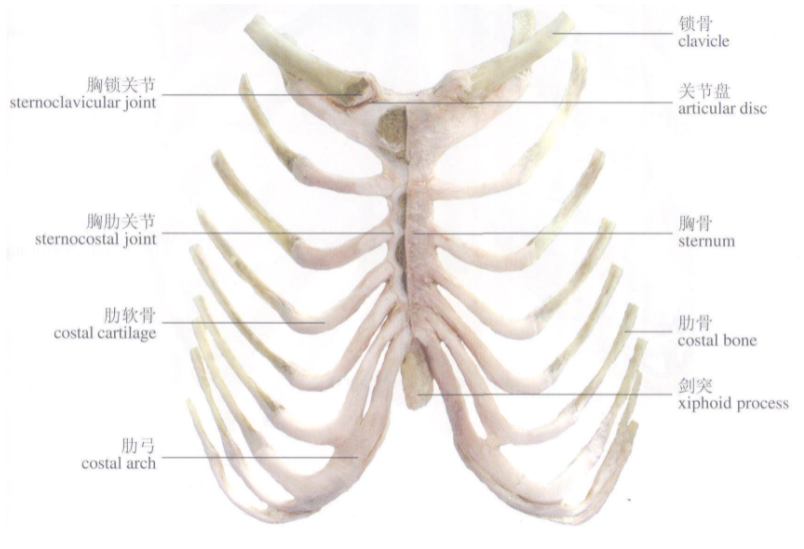 胸肋关节 快懂百科