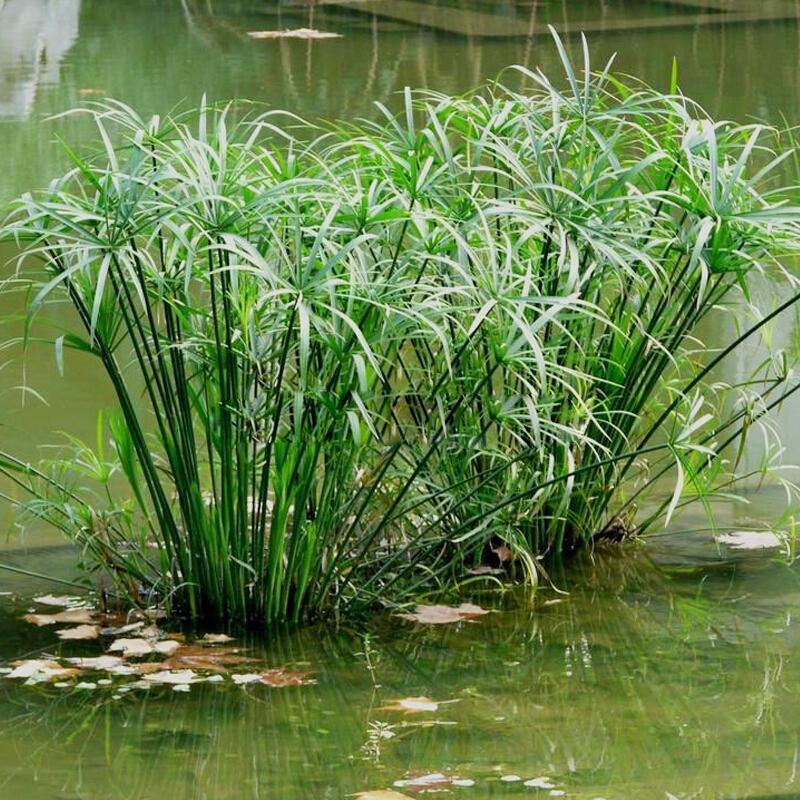 水竹 - 快懂百科