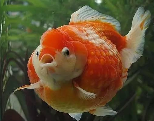 珍珠鳞金鱼 快懂百科