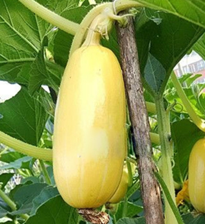 黄皮笋瓜 快懂百科