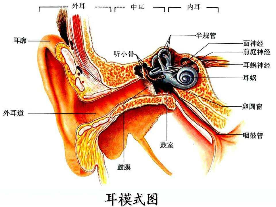 前庭器官 - 快懂百科