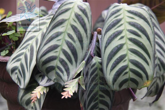 肖竹芋 快懂百科