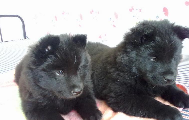 瑞典拉普杭犬 快懂百科