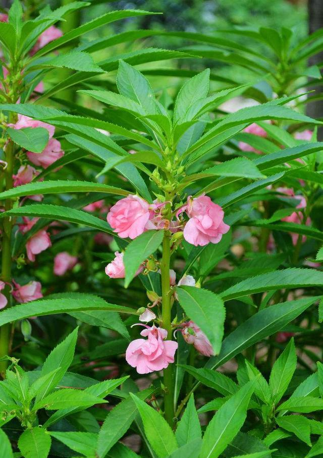 凤仙花 快懂百科