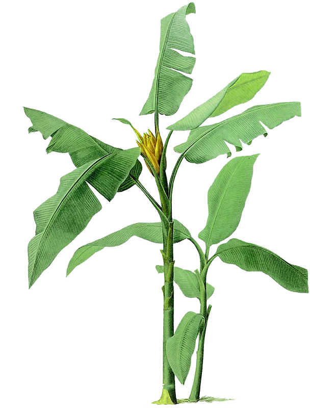 芭蕉树 快懂百科