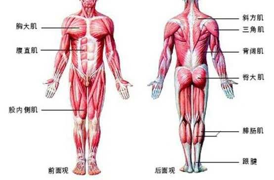 人体解剖学 快懂百科