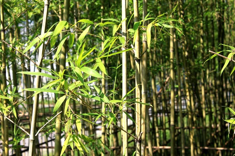 早园竹 - 快懂百科