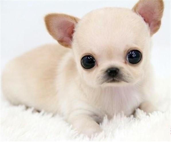 吉娃娃 食肉目犬科动物 头条百科