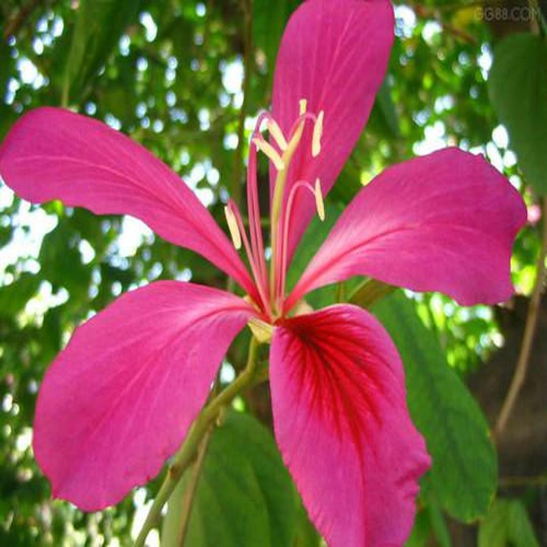 花冠 植物学概念 头条百科