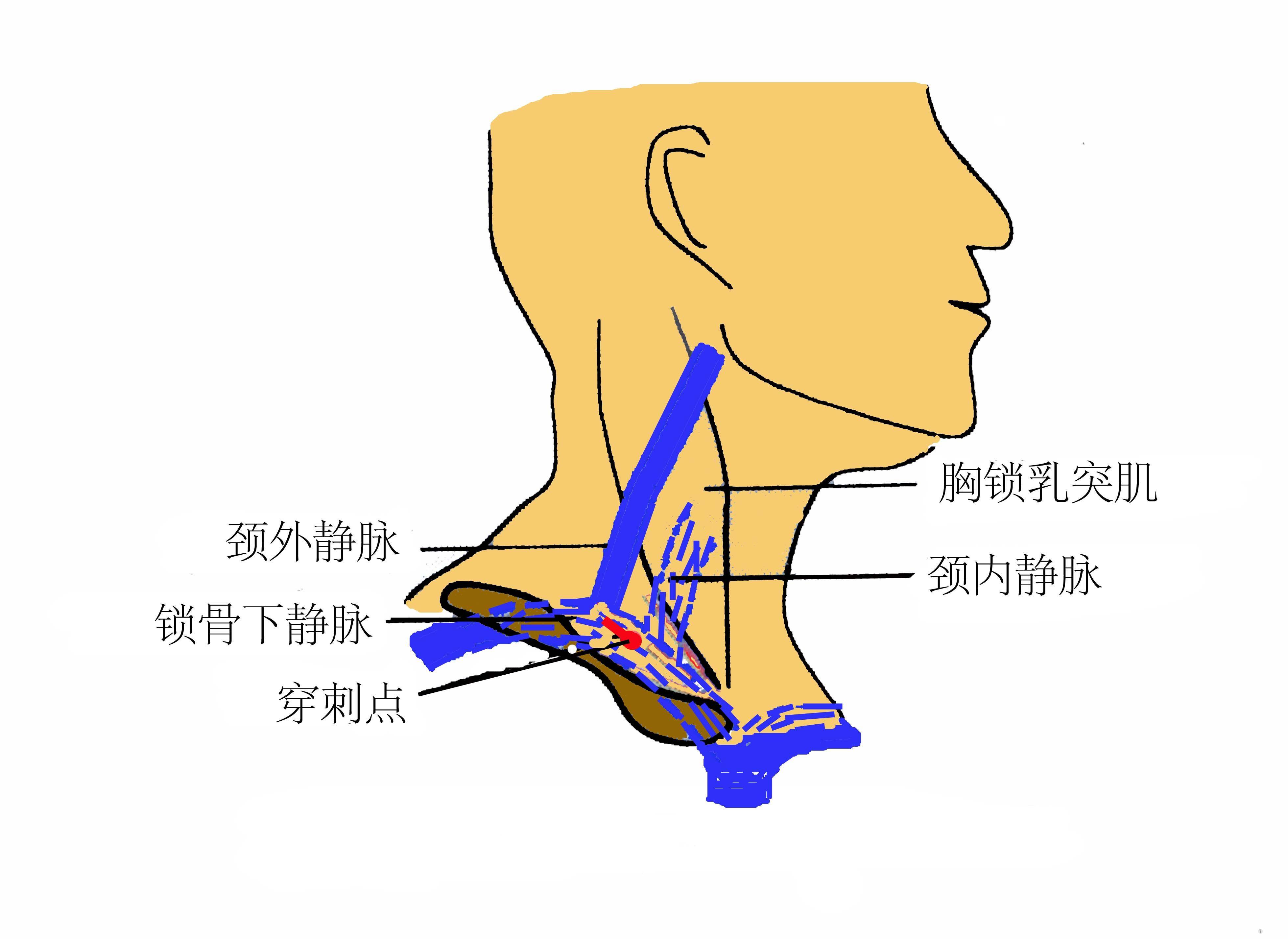 图7-32 锁骨和胸锁关节-基础医学-医学