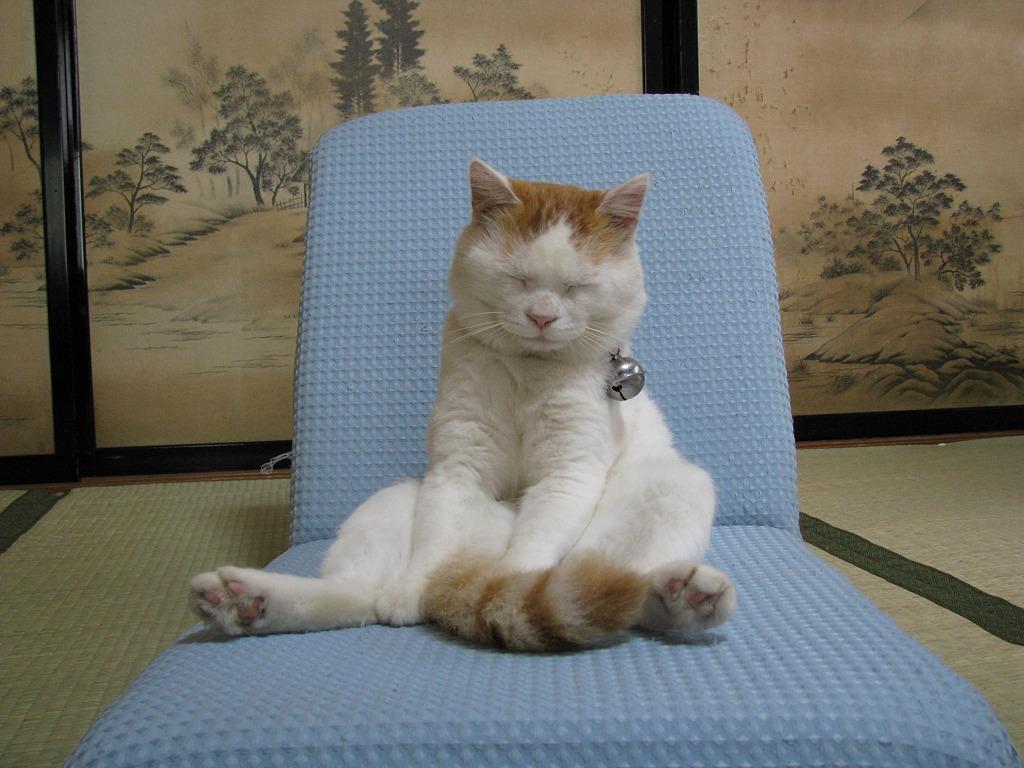 猫叔 快懂百科